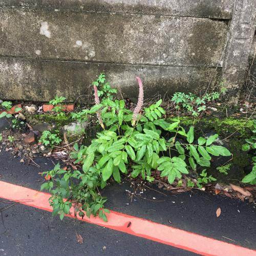 貓尾草
