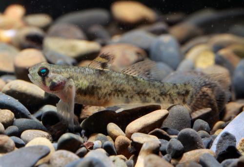 Pseudogobius javanicus@fishdb-media-9942 Pseudogobius javanicus@fishdb-media-9942