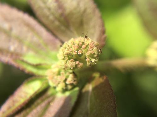 飛揚草 飛揚草