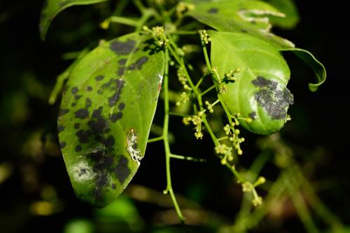 山柚