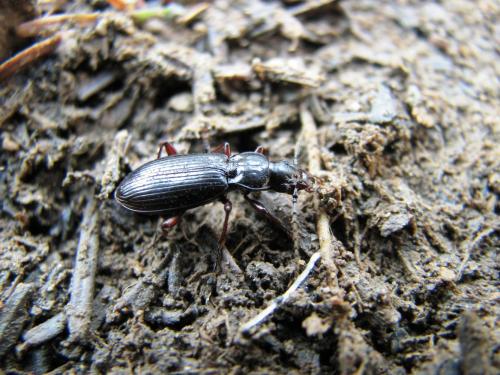 Apenetretus hsueshanensis_male_20110408_台中雪山 Apenetretus hsueshanensis_male_20110408_台中雪山