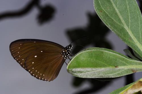 20091002_347106_Euploea tulliolus koxinga_a.jpg