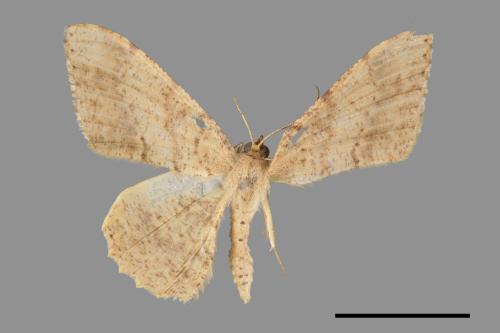 Luxiaria mitorrhaphes[雙斑鈎尺蛾][00069047]