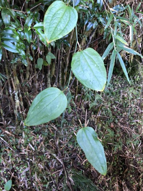 玉山菝葜 玉山菝葜