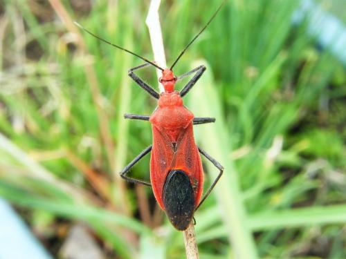 Cydnocoris russatus