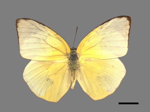 Catopsilia pomona[銀紋淡黃蝶][00014135]