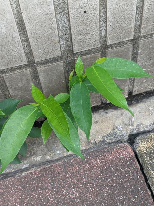 島榕