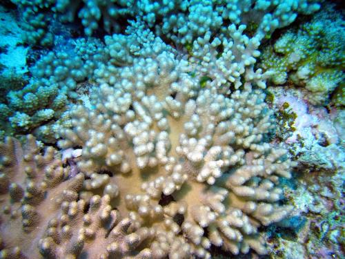 散枝指形軟珊瑚