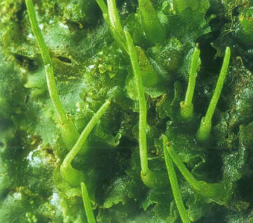 黃角蘚高領亞種