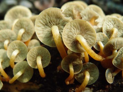 Hypholoma fasciculare簇生垂暮菇