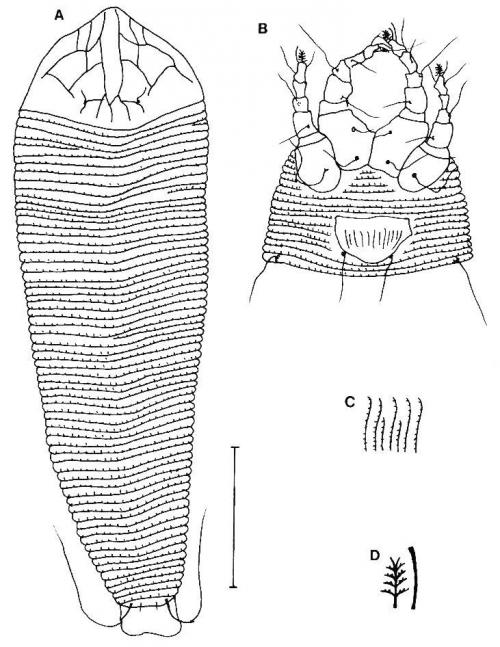 Epitrimerus virginiana Keifer, 1959