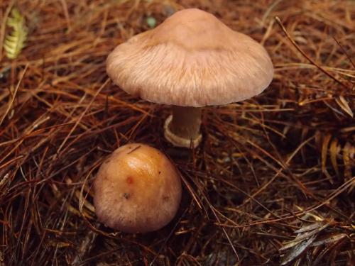Rozites caperatus(皺蓋羅鱗傘) Rozites caperatus(皺蓋羅鱗傘)
