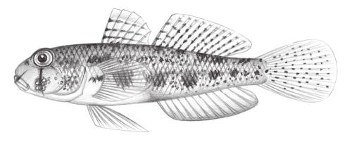Gnatholepis anjerensis@Jheng2217 Gnatholepis anjerensis@Jheng2217