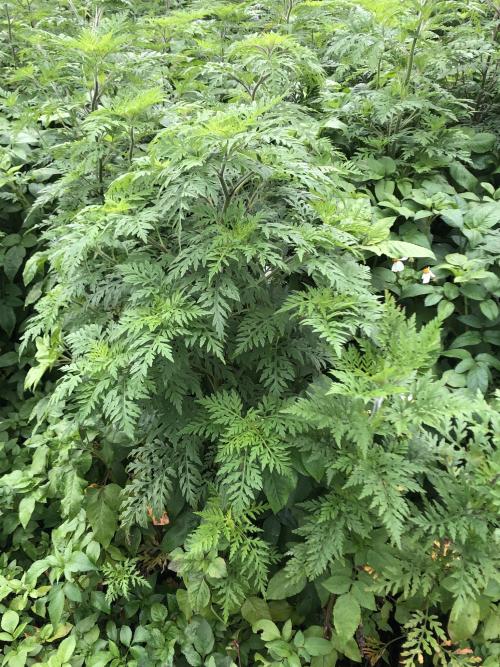 豬草