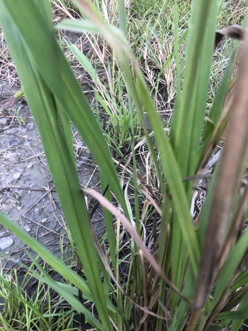 白茅 (茅針 茅根 茅草)