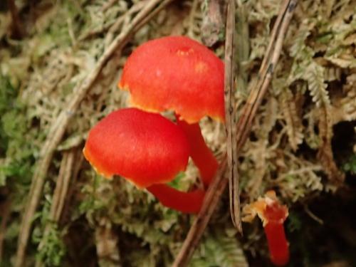 Hygrocybe miniata(小紅濕傘)