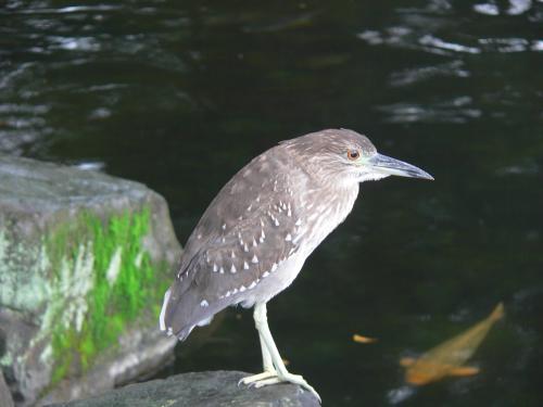夜鷺 夜鷺