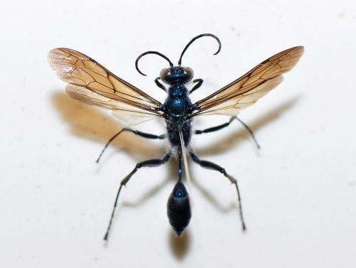 日本藍泥蜂 Chalybion japonicum punctatum