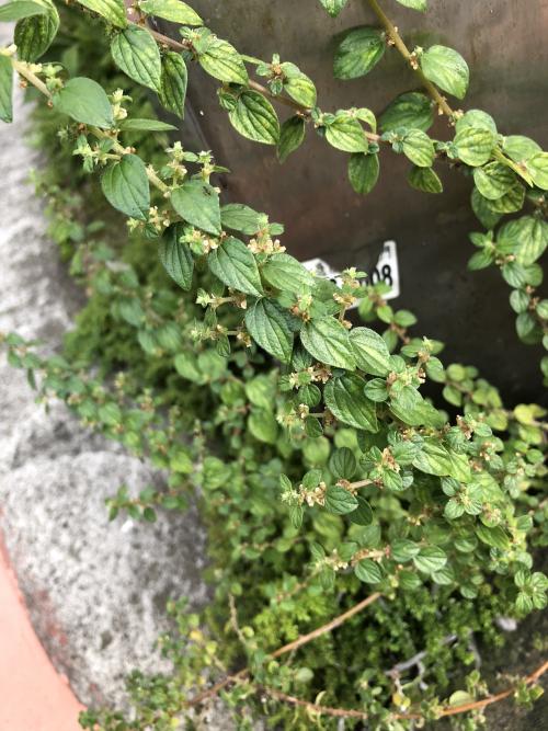霧水葛