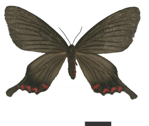 Epicopeia hainesii matsumurai Okano, 1973