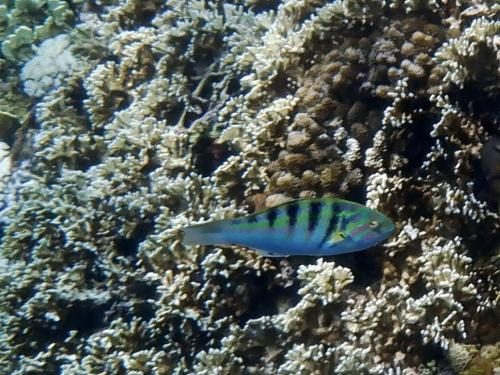 哈氏錦魚 哈氏錦魚