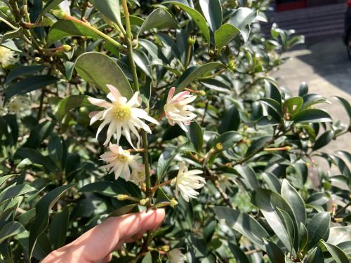 白花八角 白花八角
