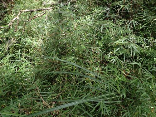 玉山箭竹 玉山箭竹