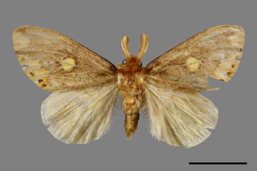 Euproctis insulata[00059460]