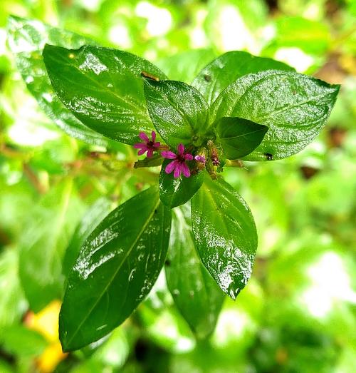 克菲亞草