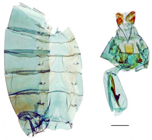 Papilio paris nakaharai Shirôzu, 1960 琉璃翠鳳蝶 Papilio paris nakaharai Shirôzu, 1960 琉璃翠鳳蝶