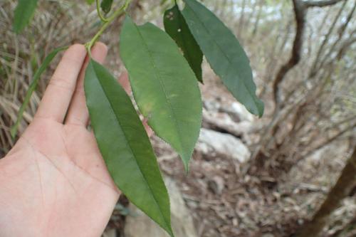 石楠 石楠