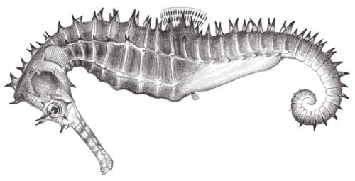 Hippocampus histrix@Jheng0842 Hippocampus histrix@Jheng0842