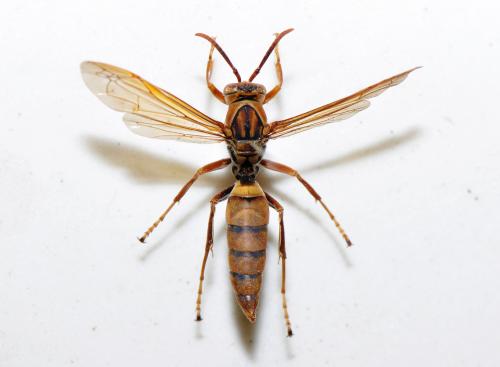 家長腳蜂 Polistes jadwigae