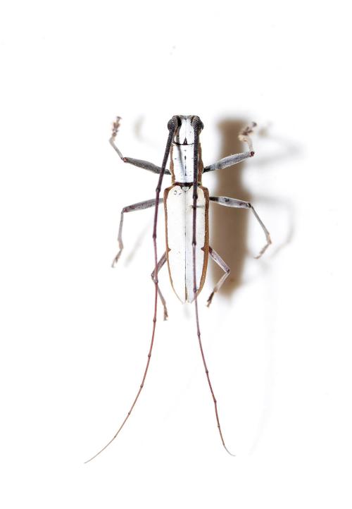 大狹胸白天牛(大白天牛) Olenecamptus creaceus marginatus