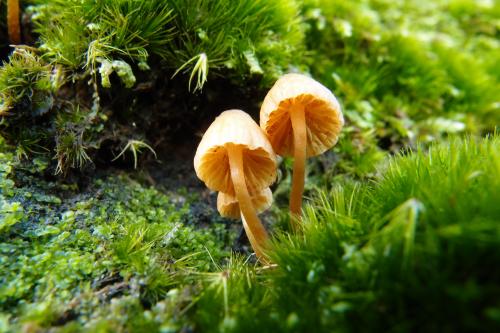 Galerina hypnorum(苔蘚盔孢傘)