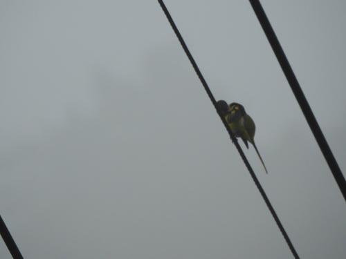 灰喉山椒鳥 灰喉山椒鳥