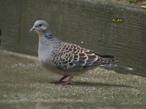 20090725_380267_Turtle_Dove_7855.jpg