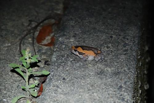 花狹口蛙 花狹口蛙