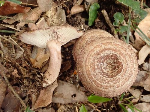 Lactarius violascens(堇紫乳菇)