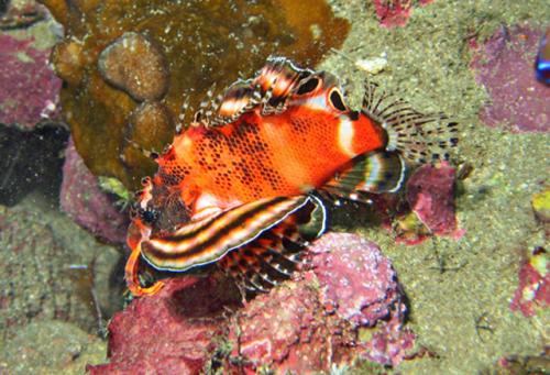 Dendrochirus biocellatus@fishdb-media-988