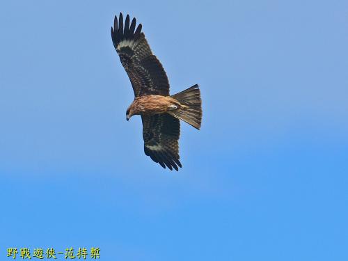 黑鳶 黑鳶