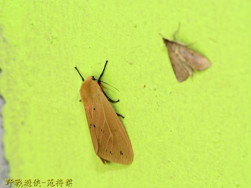 褐赭污燈蛾