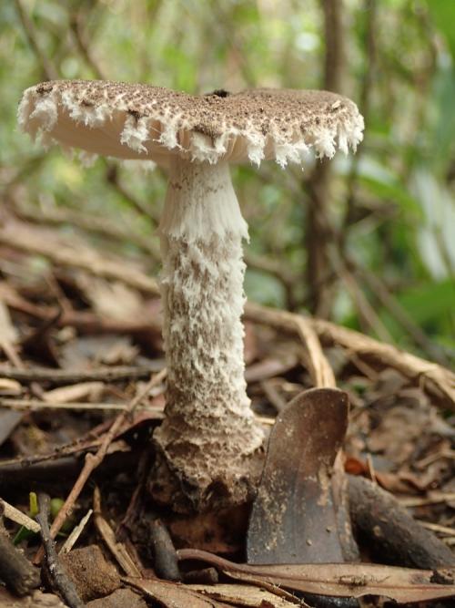 Amanita vestita(絨毯鵝膏)