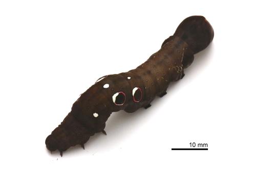 Eudocima salaminia