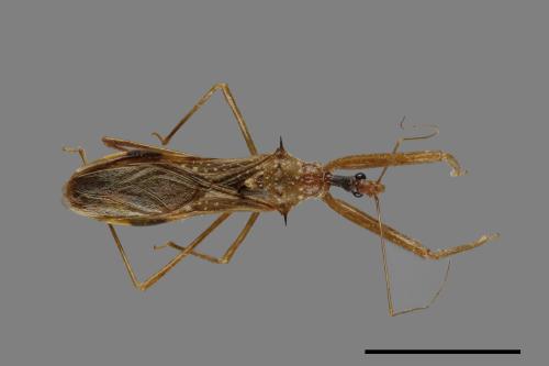 Epidaus sexspinus[00049546]