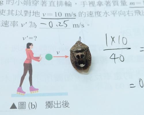 鬼面蝽 鬼面蝽