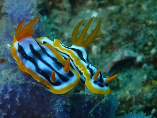 P7230383Chromodoris strigata