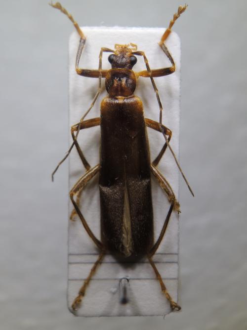 Stenothemus mamorui Okushima & M. Satô, 1999 Stenothemus mamorui Okushima & M. Satô, 1999