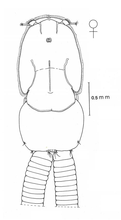 Anuretes branchialis-female Anuretes branchialis-female