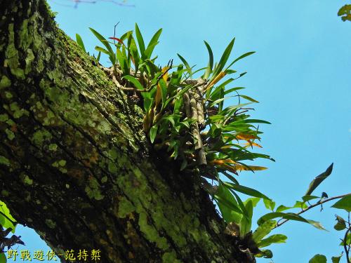 小腳筒蘭 小腳筒蘭
